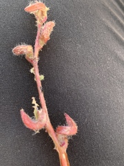 Camissoniopsis lewisii