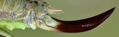 Sepiana sepium