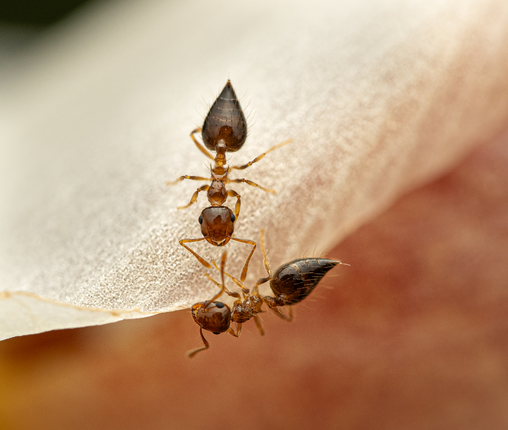 Crematogaster longipilosa