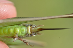 Sepiana sepium