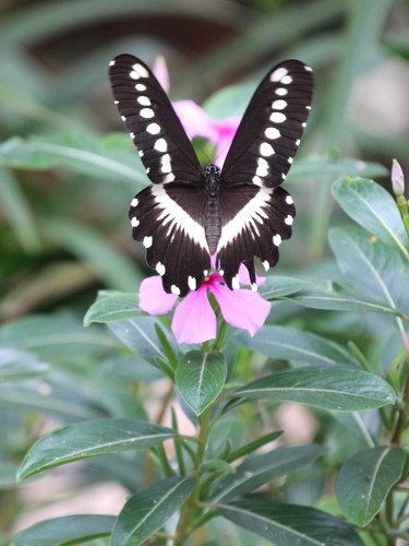 Papilio mechowi