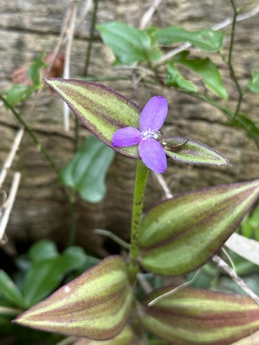 Tradescantia zebrina