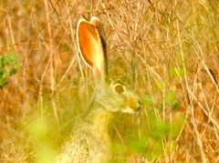 Lepus alleni