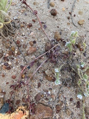 Camissoniopsis lewisii