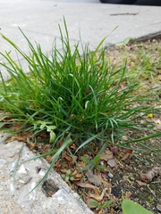 Poa annua