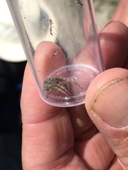 Larinioides patagiatus