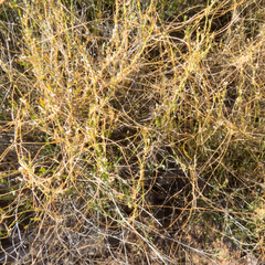 Cuscuta indecora