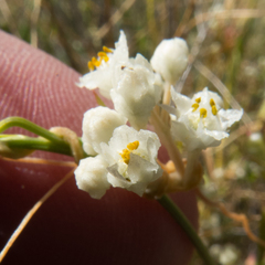 Cuscuta indecora
