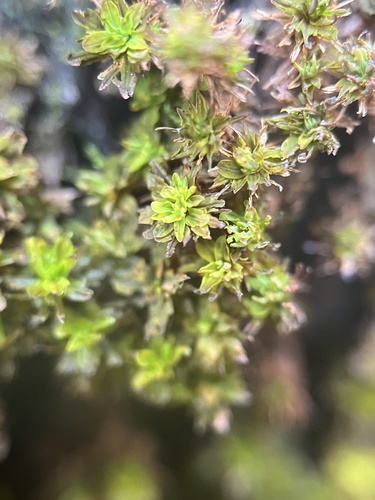 Syntrichia fragilis