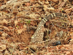 Heloderma horridum