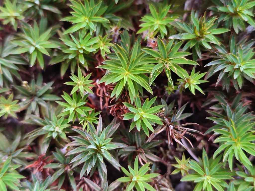 Pogonatum microstomum (Pogonatum microstomum)