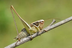 Sepiana sepium