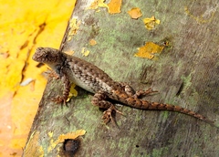 Sceloporus nelsoni