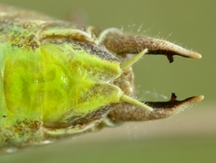 Sepiana sepium