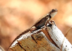 Sceloporus nelsoni