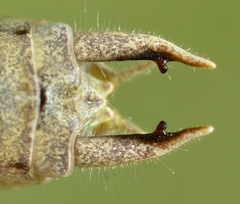Sepiana sepium
