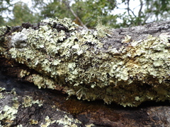 Flavopunctelia praesignis