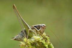 Sepiana sepium