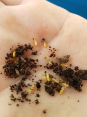 Coptotermes formosanus