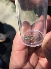 Larinioides patagiatus