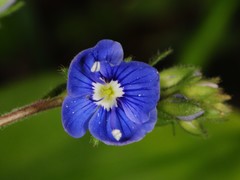 Veronica chamaedrys