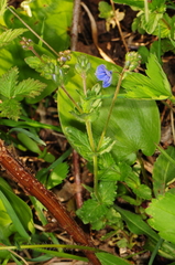 Veronica chamaedrys