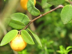 Synaptolepis oliveriana