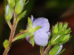Veronica chamaedrys