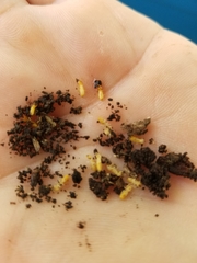 Coptotermes formosanus