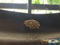 Mischocyttarus basimacula