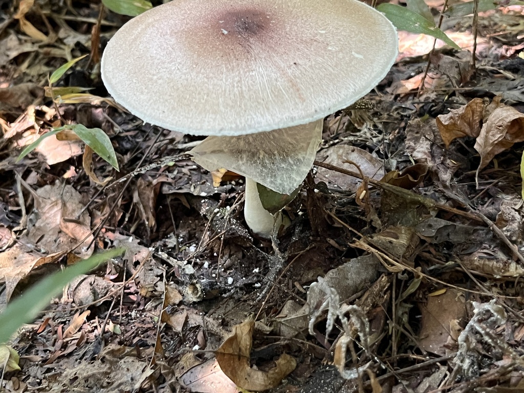 Agaricus subrufescens · April 2024 · photo: © mariobarroso (iNaturalist, cc-by)