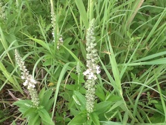 Teucrium canadense canadense