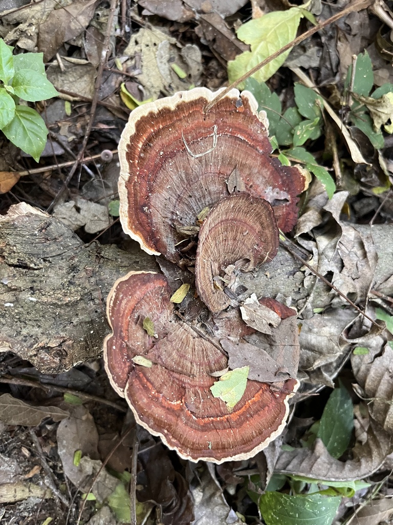 Hexagonia papyracea · April 2024 · photo: © mariobarroso (iNaturalist, cc-by)