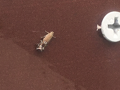Anacampsis levipedella