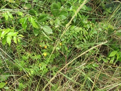 Synaptolepis oliveriana