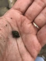 Paciocinebrina circumtexta