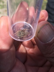 Larinioides patagiatus