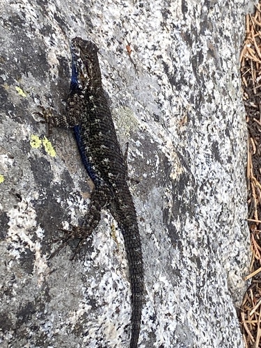 iNaturalist observation photo of Western Fence Lizard