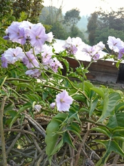 Solanum wendlandii