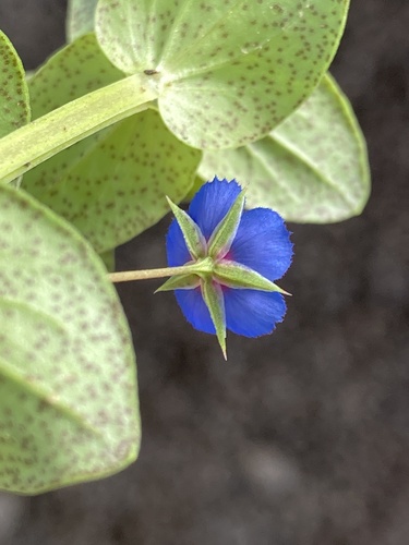 Blue Scarlet Pimpernel