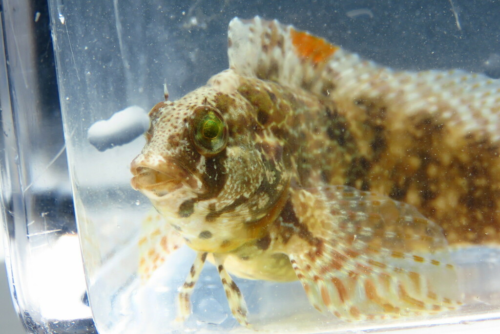 Florida Blenny