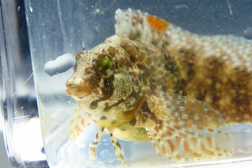 Chasmodes saburrae Jordan & Gilbert, 1882