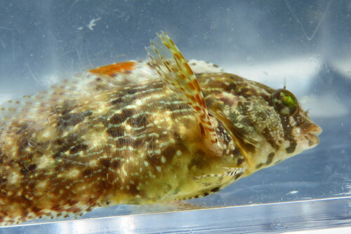 Florida blenny (Chasmodes saburrae) — Blenniidae — 3