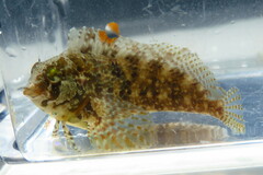 Florida Blenny photo 2