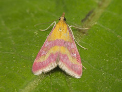 Pyrausta virginalis