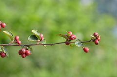Cotoneaster integerrimus