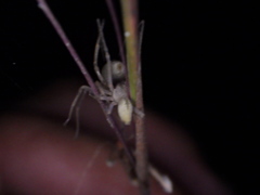 Cheiracanthium mildei image