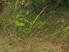 Synaptolepis oliveriana
