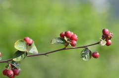 Cotoneaster integerrimus