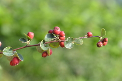 Cotoneaster integerrimus